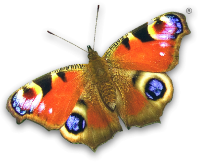 large-butterfly large-butterfly